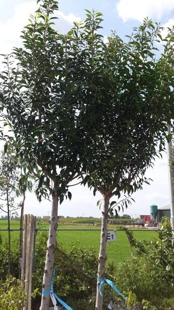 Portugese Laurier Als Boom (Prunus Lusitanica) - Afbeelding 5