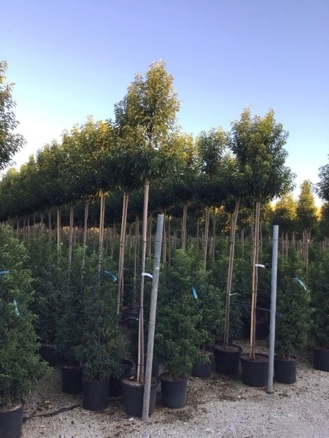 Portugese Laurier Op Stam (Prunus Lusitanica 'Angustifolia')