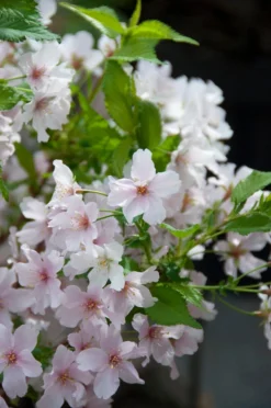 Japanse Sierkers (Prunus Nipponica 'Brillant')