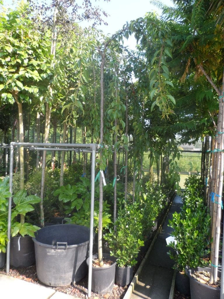 Japanse Treursierkers (Prunus Serrulata 'Kiku-shidare') - Afbeelding 4