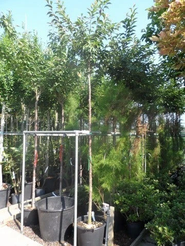 Japanse Sierkers (Prunus Subhirtella 'Autumnalis') - Afbeelding 4