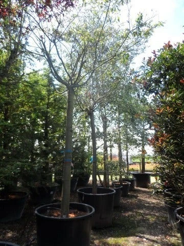 Japanse Sierkers (Prunus Subhirtella 'Autumnalis') - Afbeelding 5