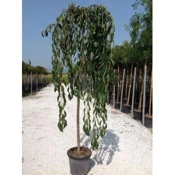 Treursierkers (Prunus Subhirtella 'Pendula Rosea') - Afbeelding 3