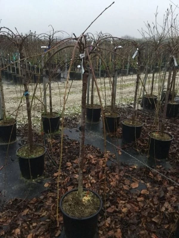 Treursierkers (Prunus Subhirtella 'Pendula Rosea') - Afbeelding 2