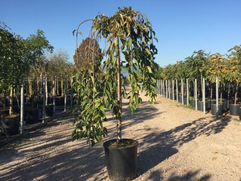 Treursierkers Op Stam (Prunus 'White Fountain')