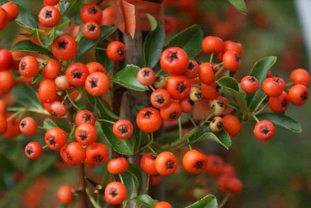 Vuurdoorn (Pyracantha 'Orange Glow') - Afbeelding 5