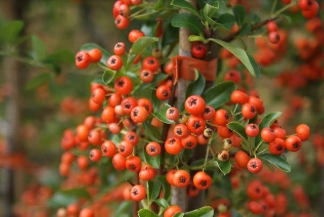 Vuurdoorn (Pyracantha 'Orange Glow') - Afbeelding 12