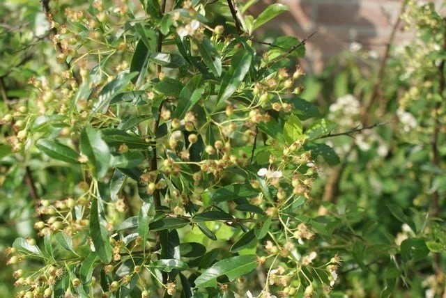 Vuurdoorn (Pyracantha 'Orange Glow') - Afbeelding 3