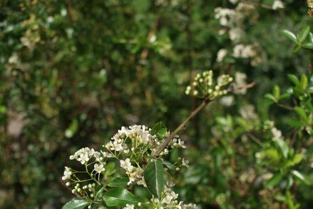 Vuurdoorn (Pyracantha 'Orange Glow') - Afbeelding 8