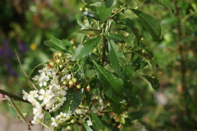 Vuurdoorn (Pyracantha 'Orange Glow') - Afbeelding 9