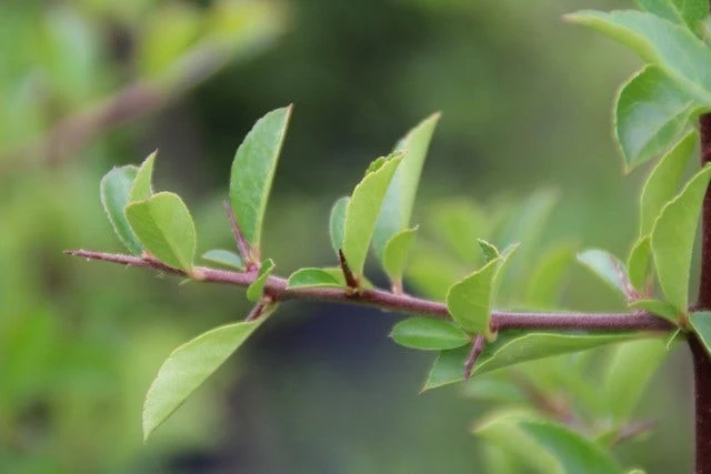 Vuurdoorn (Pyracantha 'Orange Glow') - Afbeelding 6