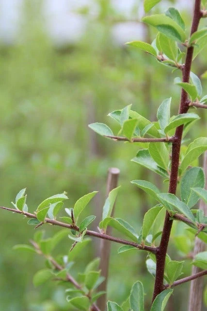 Vuurdoorn (Pyracantha 'Orange Glow') - Afbeelding 2
