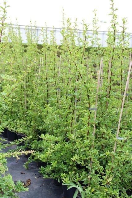 Vuurdoorn (Pyracantha 'Orange Glow') - Afbeelding 11