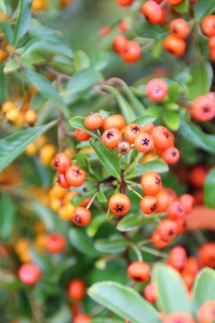 Vuurdoorn (Pyracantha 'Orange Glow') - Afbeelding 10