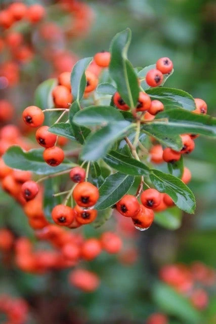 Vuurdoorn (Pyracantha 'Orange Glow') - Afbeelding 4