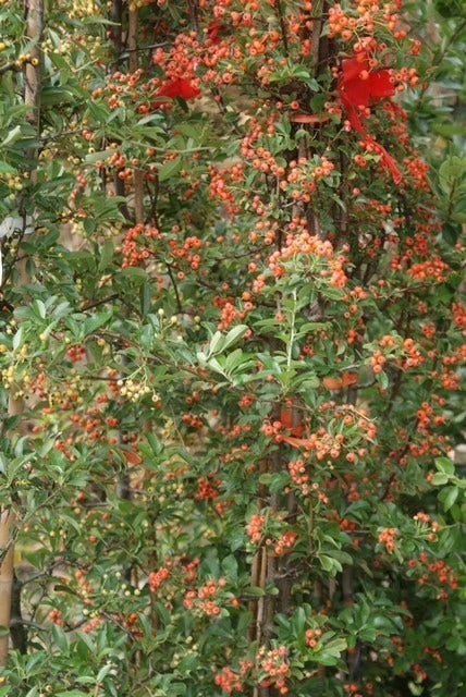 Vuurdoorn (Pyracantha 'Orange Glow') - Afbeelding 7