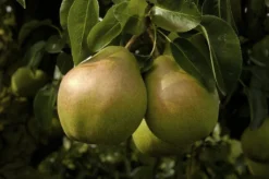 Perenboom (Pyrus Communis 'Doyenne Du Comice')