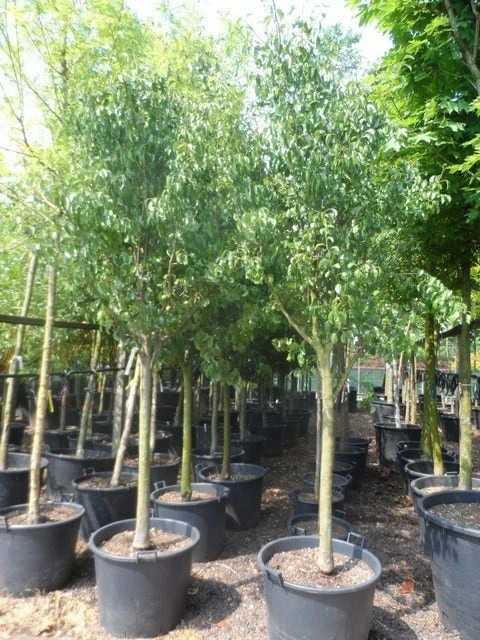 Wilde Perenboom (Pyrus Communis) - Afbeelding 15