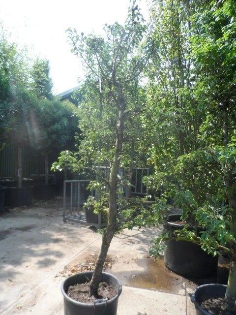 Perenboom (Pyrus Communis 'Gieser Wildeman') - Afbeelding 5