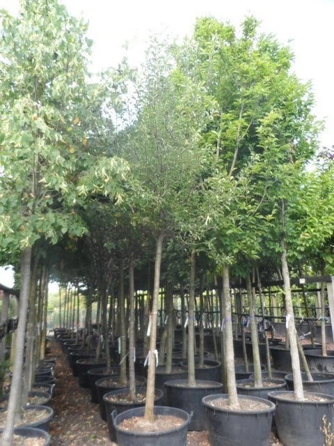 Perenboom (Pyrus Communis 'Gieser Wildeman') - Afbeelding 2