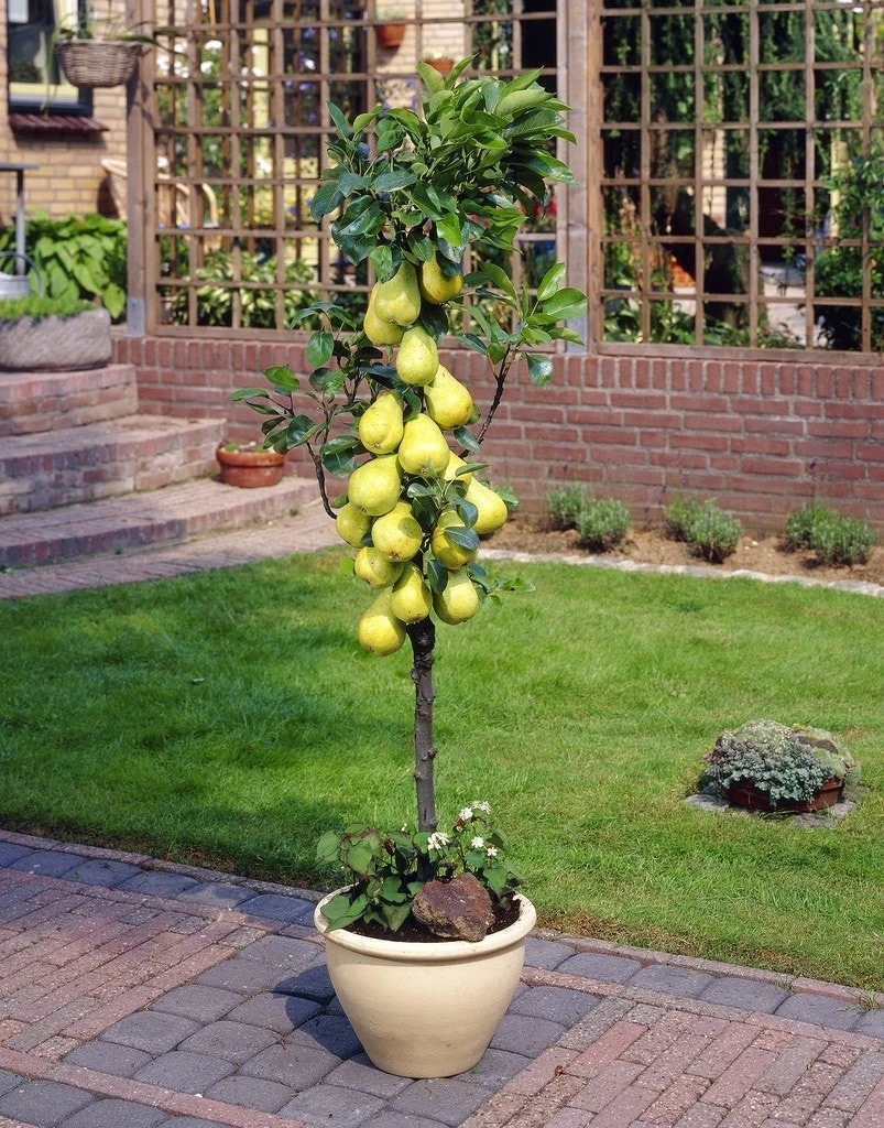 Zuil-peer (Pyrus Communis 'Obelisk')