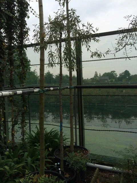 Treursierpeer (Pyrus Salicifolia 'Pendula') - Afbeelding 13