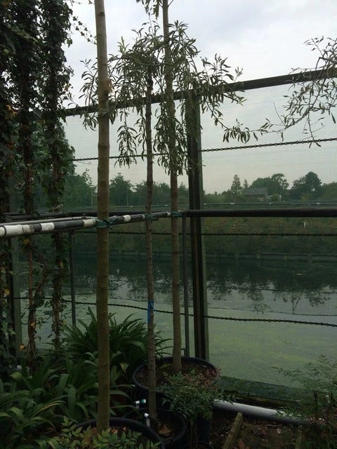 Treursierpeer (Pyrus Salicifolia 'Pendula') - Afbeelding 11