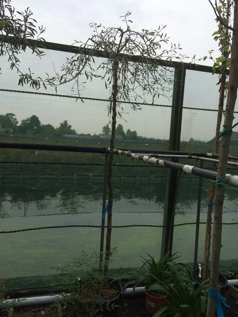 Treursierpeer (Pyrus Salicifolia 'Pendula') - Afbeelding 12