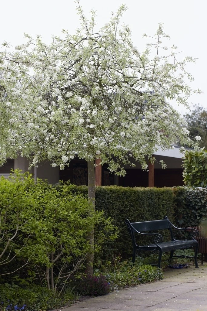 Treursierpeer (Pyrus Salicifolia 'Pendula') - Afbeelding 6