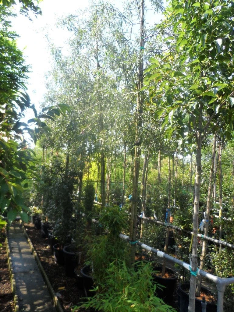 Treursierpeer (Pyrus Salicifolia 'Pendula') - Afbeelding 8