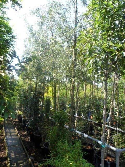 Treursierpeer (Pyrus Salicifolia 'Pendula') - Afbeelding 14