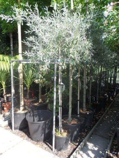 Treursierpeer (Pyrus Salicifolia 'Pendula') - Afbeelding 16
