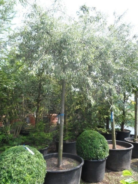 Treursierpeer (Pyrus Salicifolia 'Pendula') - Afbeelding 17