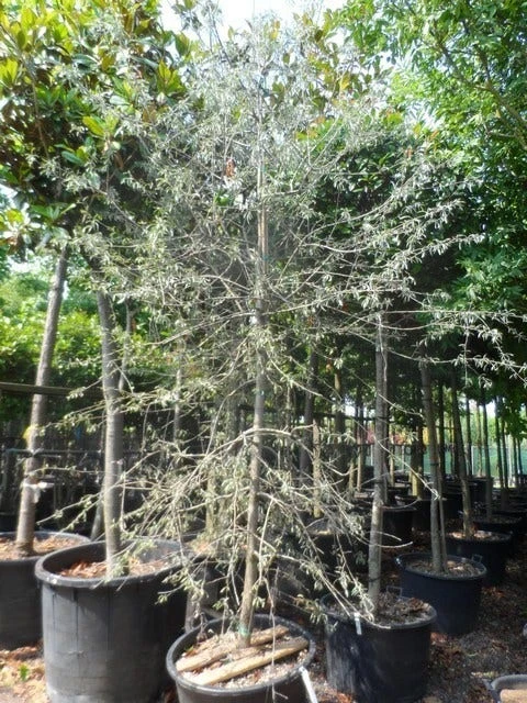 Treursierpeer (Pyrus Salicifolia 'Pendula') - Afbeelding 18