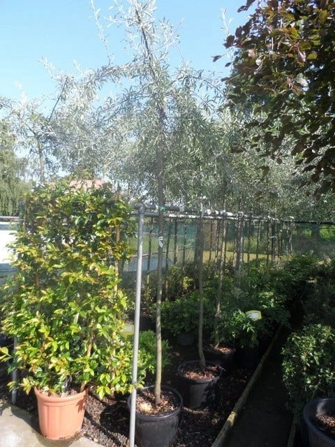 Treursierpeer (Pyrus Salicifolia 'Pendula') - Afbeelding 15