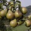 Perenboom (Pyrus Communis 'Kleipeer')