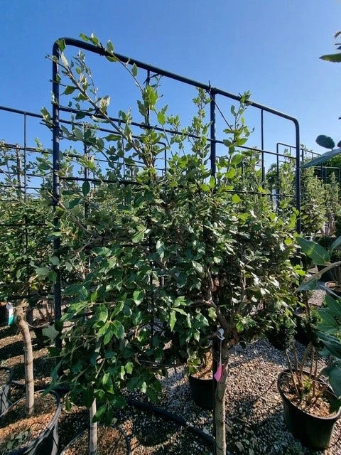 Steeneik Leirek Op Halfstam (Quercus Ilex) - Afbeelding 2