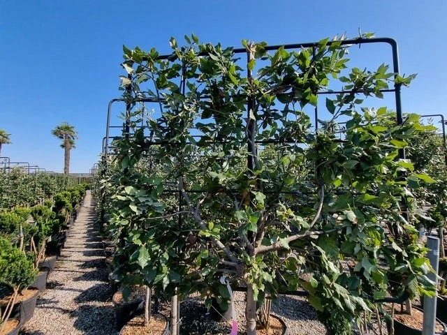 Steeneik Leirek Op Halfstam (Quercus Ilex) - Afbeelding 3