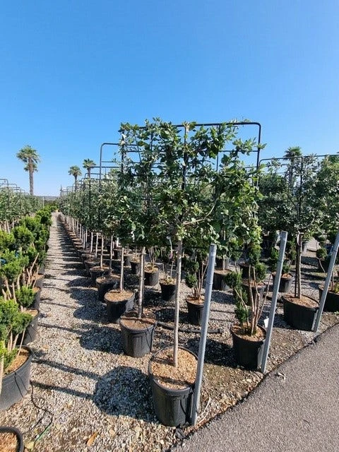 Steeneik Leirek Op Halfstam (Quercus Ilex) - Afbeelding 4
