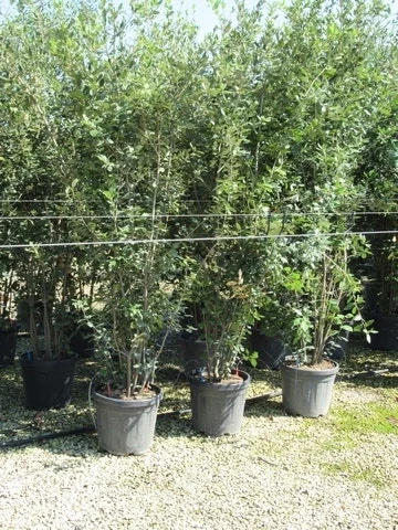 Steeneik Meerstammig (Quercus Ilex) - Afbeelding 5