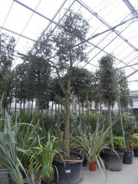 Kurkeik (Quercus Suber) - Afbeelding 5