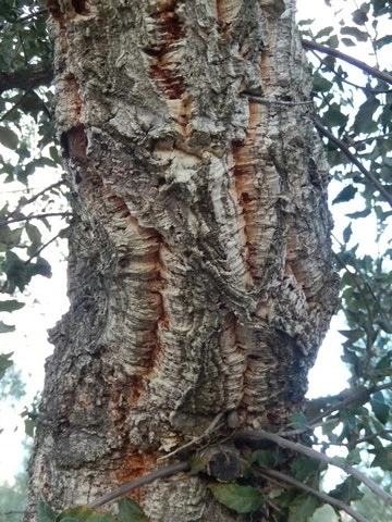 Kurkeik (Quercus Suber) - Afbeelding 7