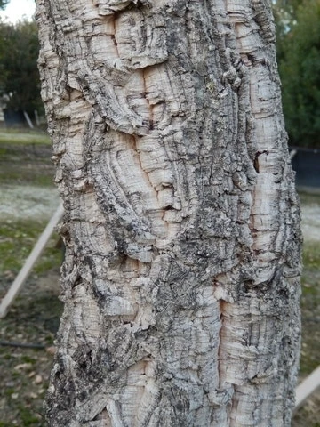 Kurkeik (Quercus Suber) - Afbeelding 8