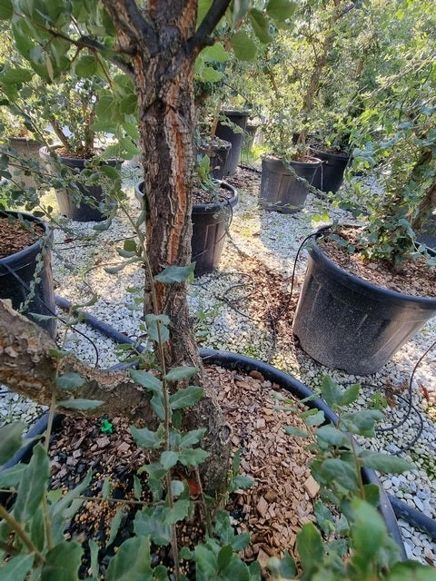 Kurkeik Meerstammig (Quercus Suber) - Afbeelding 16