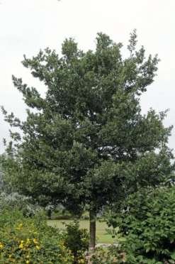 Steeneik Als Boom (Quercus Ilex)