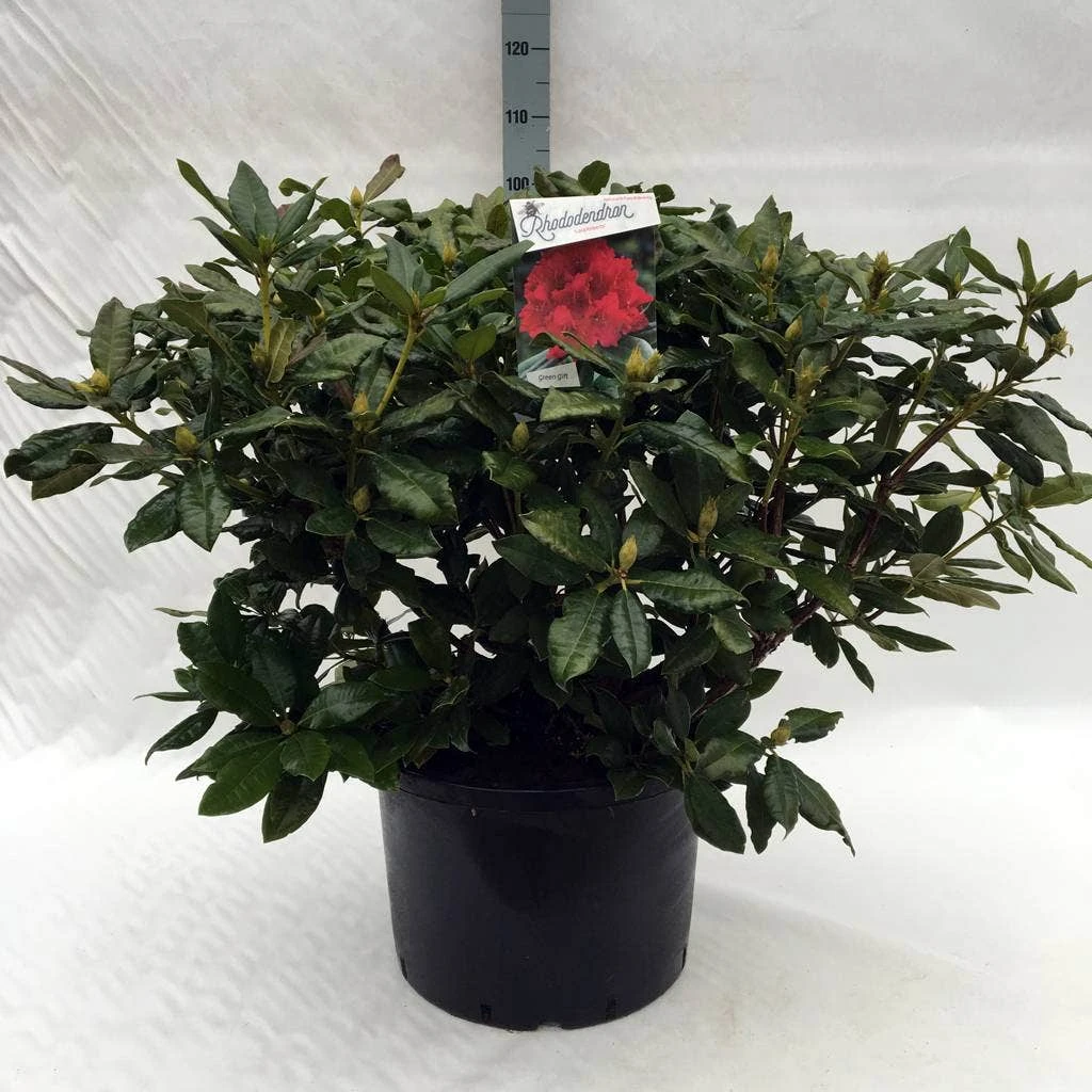 Rhododendron (Rhododendron 'Lord Roberts') - Afbeelding 7