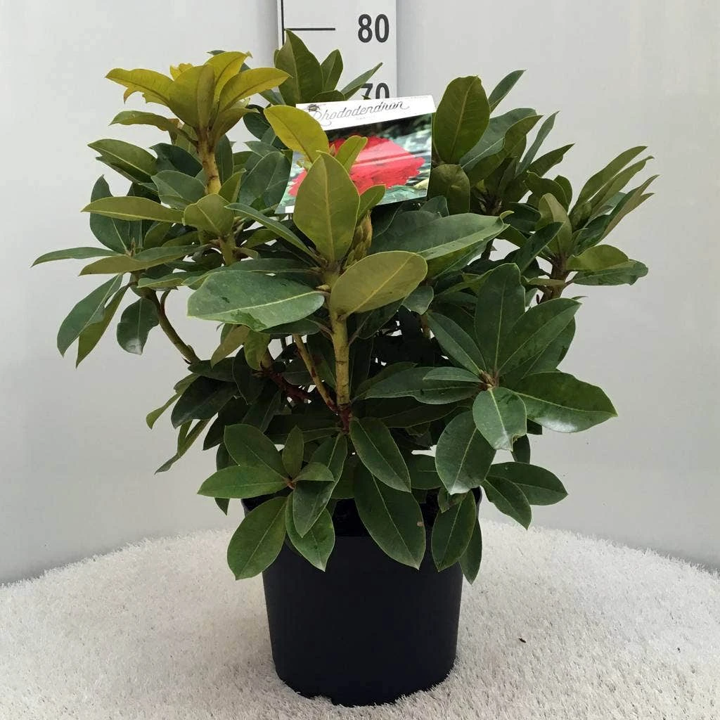 Rhododendron (Rhododendron 'Red Jack') - Afbeelding 8