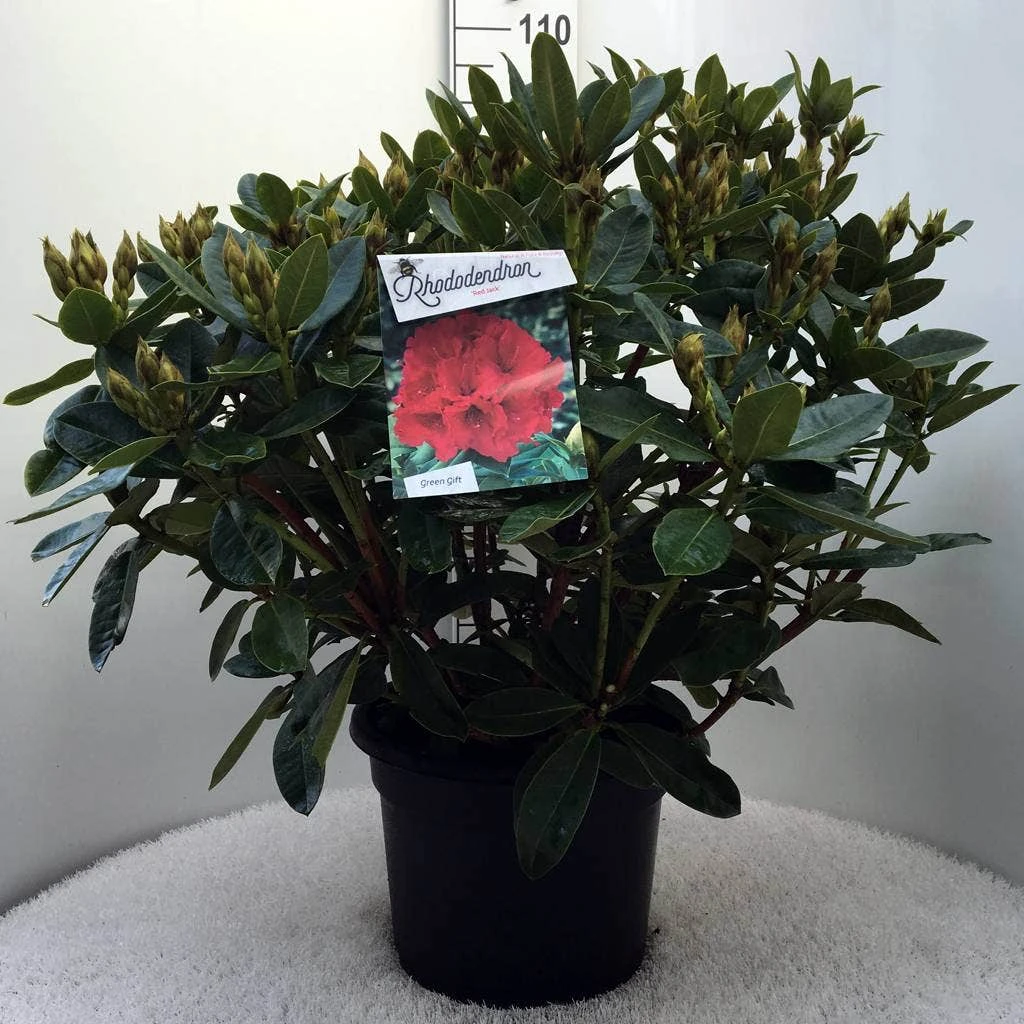 Rhododendron (Rhododendron 'Red Jack') - Afbeelding 10