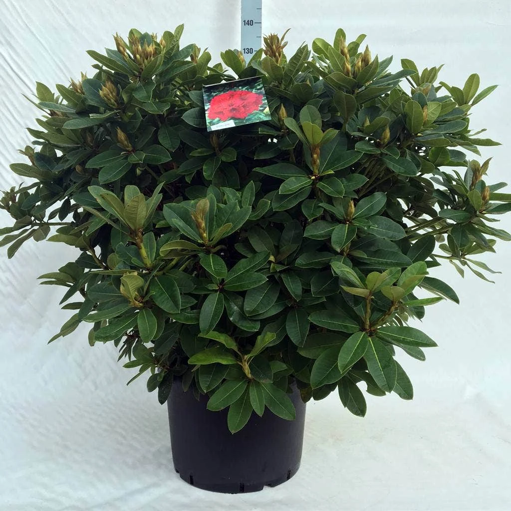 Rhododendron (Rhododendron 'Red Jack') - Afbeelding 17