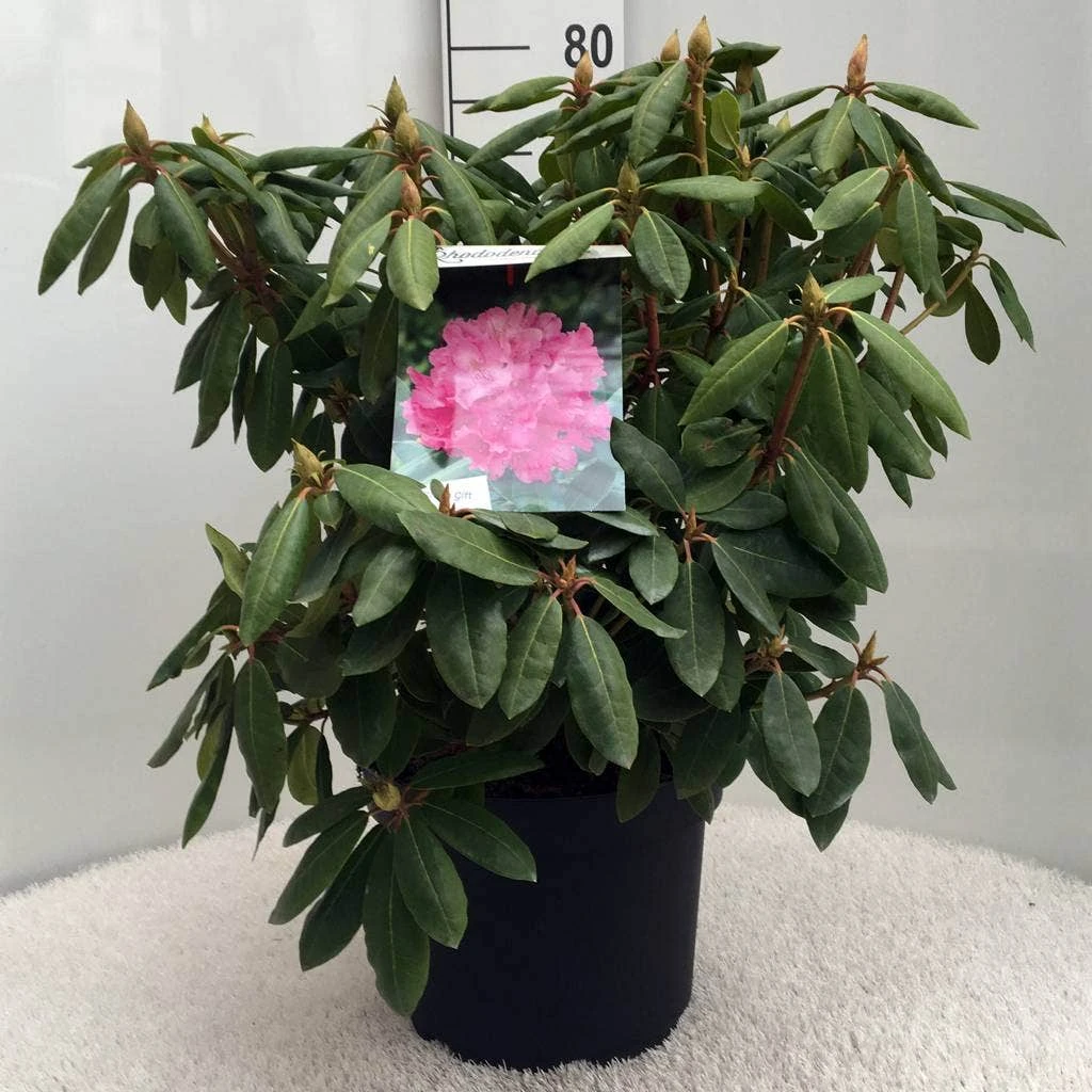 Rhododendron (Rhododendron 'Roseum Elegans') - Afbeelding 5